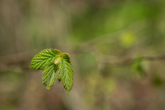 Fresh green leaves just beginning to unfurl can be seen at the tip of a slender branch; these are fresh leaf buds that have just started to burst open during the spring season.