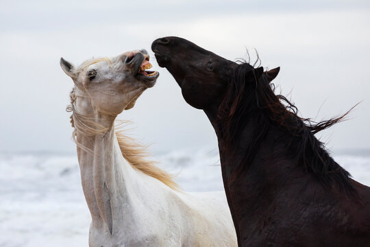 Two horses facing each other, grimacing with heads raised, a form of communication, the flehmen response
