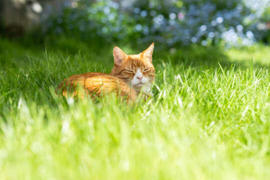 Pet Ginger Cat Relaxing Outdoors in Garden In Summer Sunshine