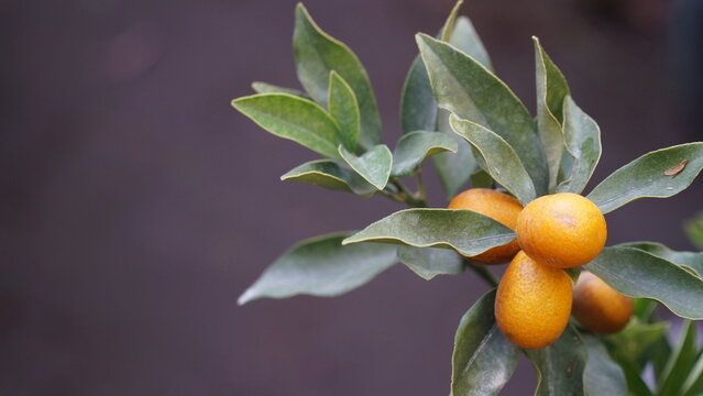 Fresh ripe kumquat fruits on branch with green leaves and copy space