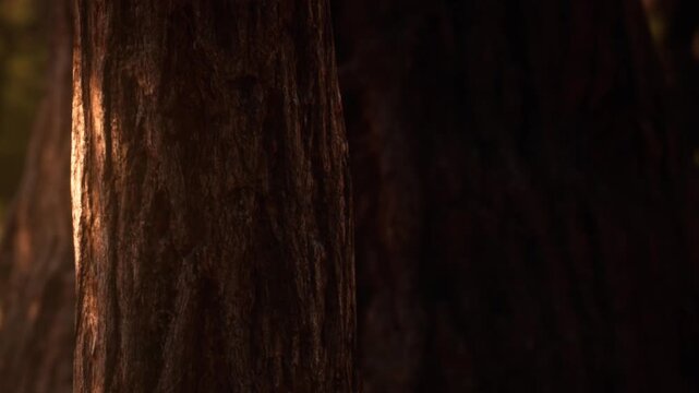 The warm glow of sunlight illuminates the textured bark of a majestic tree in a serene forest. Natures intricate details capture a moment of tranquility and connection with the wild.