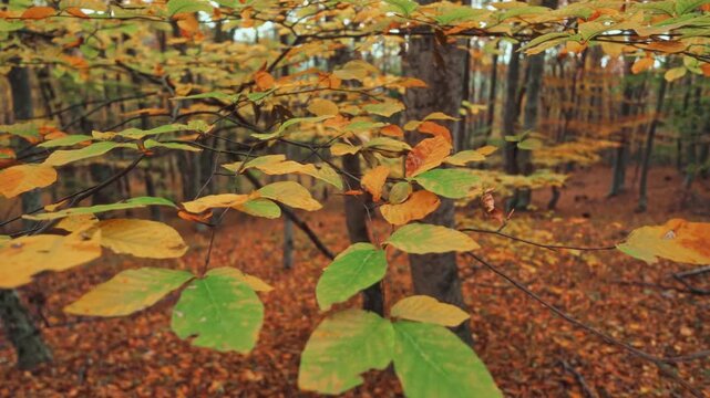 Camera performs smooth truck right motion with rack focus shift from bright autumn leaves to blurry forest backdrop. Cinematic dolly shot provides deep parallax view for design element.