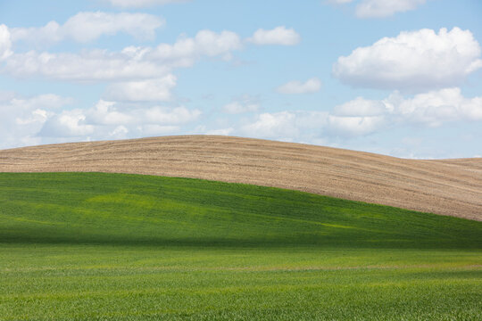 The Palouse, a large fertile agricultural prairie region, green slopes, wheat crops growing on the prairie.