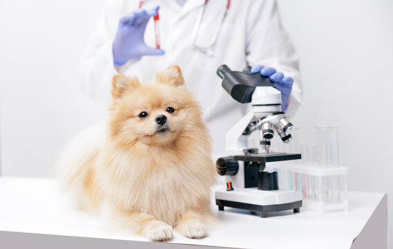 Pomeranian dog on examination table with microscope and veterinarian in lab coat for veterinary clinic and pet health