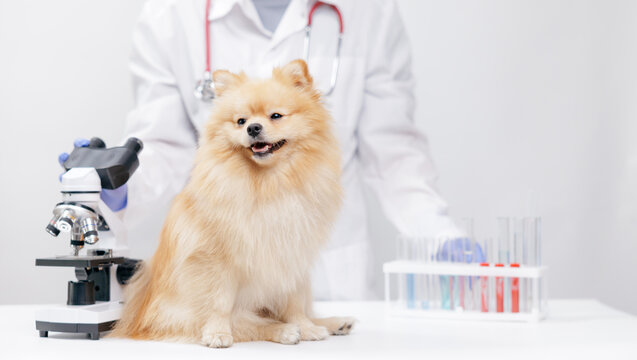 Pomeranian dog sitting on clinic table beside microscope with veterinarian in background for veterinary, banner pet care lab