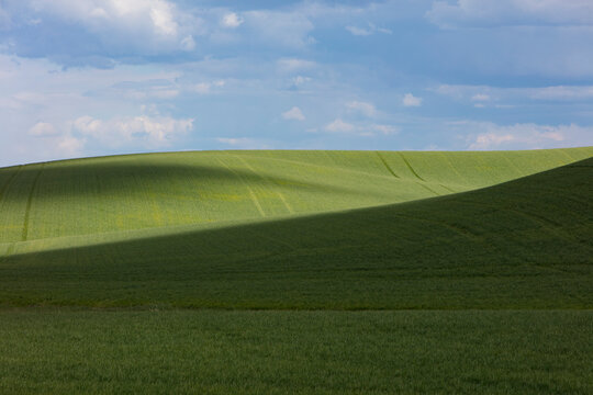 The Palouse, a large fertile agricultural prairie region, green slopes, wheat crops growing on the prairie.
