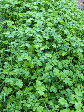 Fresh green mustard leaves in natural sunlight