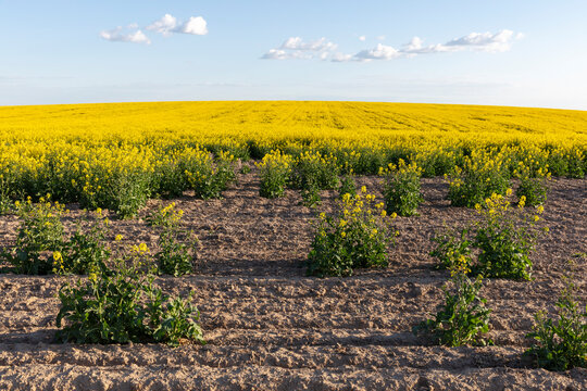 The Palouse, a large fertile agricultural prairie region, flowering yellow rapeseed or mustard crop, canola plants, some arid patches with no plants in drought.