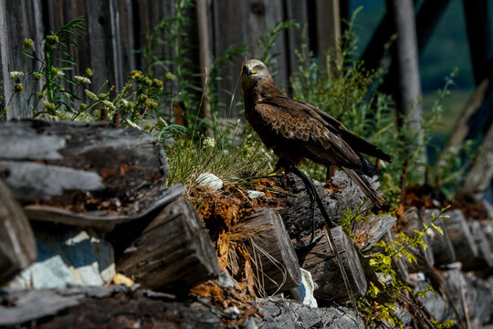 bird of prey