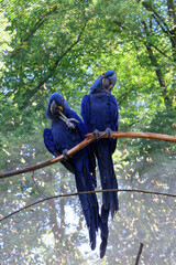 Beautiful pair of vibrant cobalt blue hyacinth macaws perched together on a branch in a tropical rainforest jungle, exotic wildlife concept. . © Nadiia.
