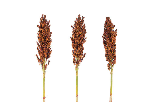 ripe sorghum grain stalks isolated on white background