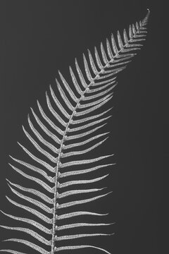 A sword fern, Polystichum munitum, a studio shot of a single frond against a plain background
