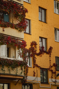 Yellow-orange apartment building facade decorated with climbing Virginia creeper in rich burgundy and red autumn foliage, with balconies, windows, and utility pipes