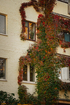 Residential apartment building facade covered with dense Virginia creeper in vibrant autumn colors, contrasting with light brick walls and yellow balconies in warm evening sunlight