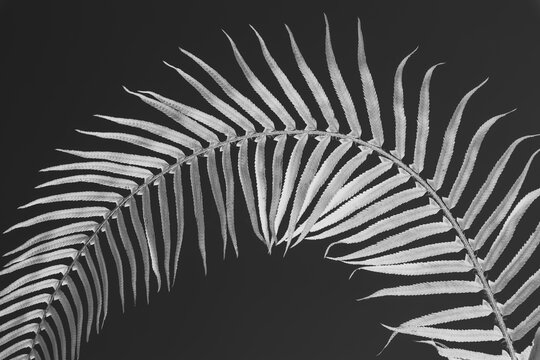 A sword fern, Polystichum munitum, a studio shot of a single frond against a plain background