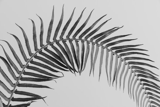 A sword fern, Polystichum munitum, a studio shot of a single frond against a plain background