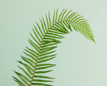 A sword fern, Polystichum munitum, a studio shot of a single frond against a plain background
