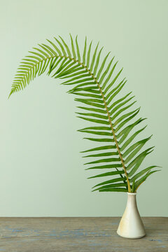 A sword fern, Polystichum munitum, a studio shot of a single frond against a plain background