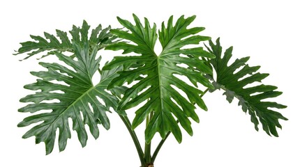 Lush green split leaf philodendron plant featuring large lobed fronds and detailed veins isolated on a clean white background for botanical and interior design concepts © Mstrubenaakter55