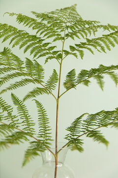 A sword fern, Polystichum munitum, a studio shot of a stalk and leaves against a plain background