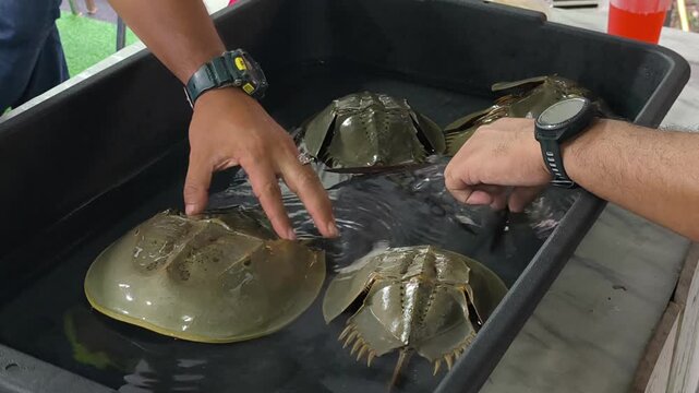 Horseshoe crabs displayed on a plastic tray by a farmer. The marine creatures are commercially farmed for aquaculture trade and valuable egg harvest.