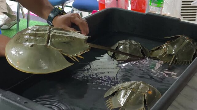 Horseshoe crabs displayed on a plastic tray by a farmer. The marine creatures are commercially farmed for aquaculture trade and valuable egg harvest.