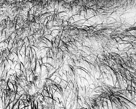 Intertidal marsh grasses in the Willapa National Wildlife Refuge, Long Beach Peninsula, close up of the long windblown grasses on the coastal plain. Black and white image.