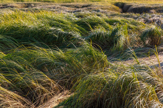 Intertidal marsh grasses in the Willapa National Wildlife Refuge, Long Beach Peninsula, close up of the long windblown grasses on the coastal plain.