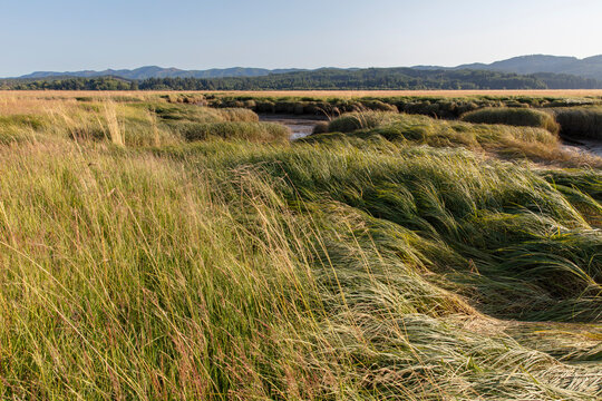 Intertidal marsh grasses in the Willapa National Wildlife Refuge, Long Beach Peninsula, close up of the long windblown grasses on the coastal plain.