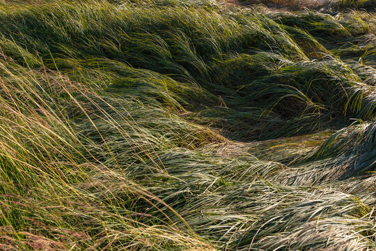 Intertidal marsh grasses in the Willapa National Wildlife Refuge, Long Beach Peninsula, close up of the long windblown grasses on the coastal plain.