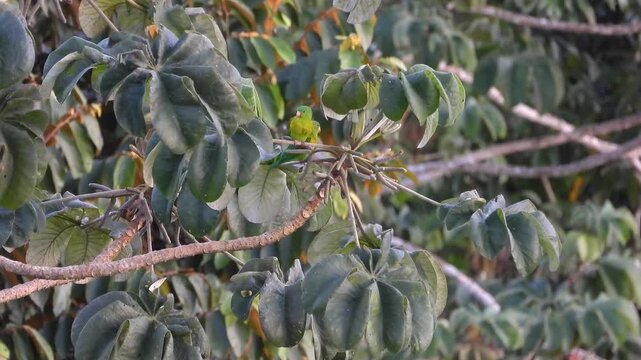 A pair of orange-chinned parakeets (Brotogeris jugularis) perch and move through the dense, umbrella-like foliage of a Schefflera morototoni tree in a Panamanian forest.