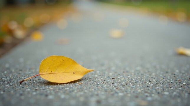 A Single Autumn Leaf Resting on a Gray Path, a Gentle Reminder of the Changing Seasons