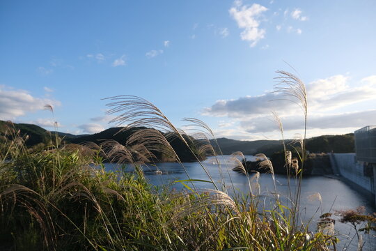 Japanese Pampas Grass Swaying by a Lake in Autumn