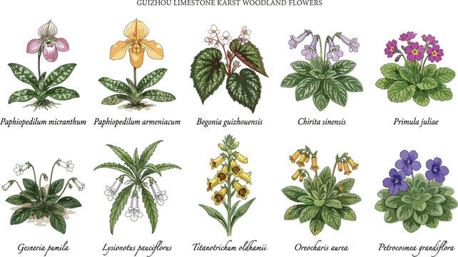 Guizhou limestone karst woodland flowers paphiopedilum micranthum armeniacum begonia guizhouensis chirita sinensis chart