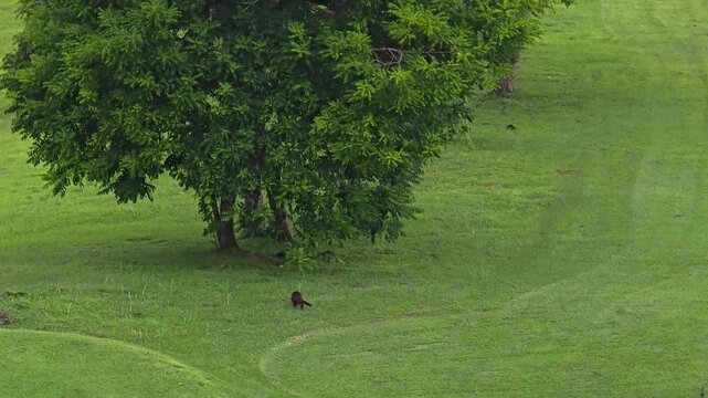 A tayra (Eira barbara) lopes across an open grassy clearing at the edge of the forest in Parque Natural Metropolitano, a pocket of tropical dry forest inside Panama City. Its dark, uniform coat and lo
