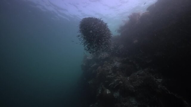 Swarm of Juvenile engineer goby or convict blenny, Pholidichthys leucotaenia mimic the venomous striped catfish