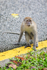young monkey long tail © Carsten