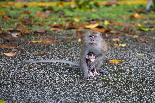 long tail monkey mother with baby