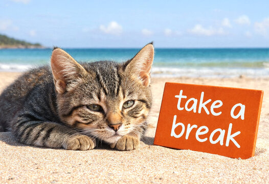 Cute kitten resting on beach sand with take a break sign