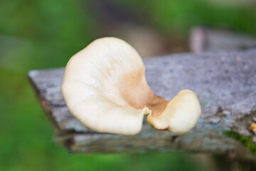 mushroom on a tree © Carsten