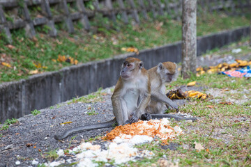 long tail monkey's eating a snack © Carsten