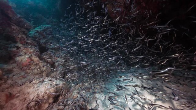 Swarm of Juvenile engineer goby or convict blenny, Pholidichthys leucotaenia mimic the venomous striped catfish