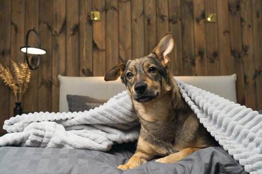Dog rests in dark room during winter under warm blanket on bed.