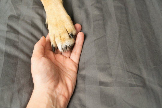 Dog rests paw on human hand in dark room during winter, showing care and connection