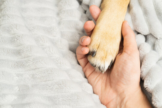A person holds a dog's paw. A pet receiving human care.
