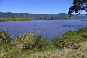 Flußpferde am Ngoitokitok Picnic Area im Ngorongoro Krater © Jürgen Reitz