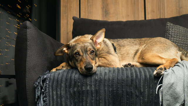 Mixed breed adopted dog resting on couch in dark room during winter time.