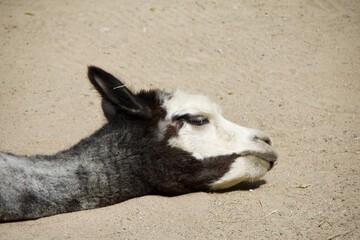 Fototapeta premium llama head laying down