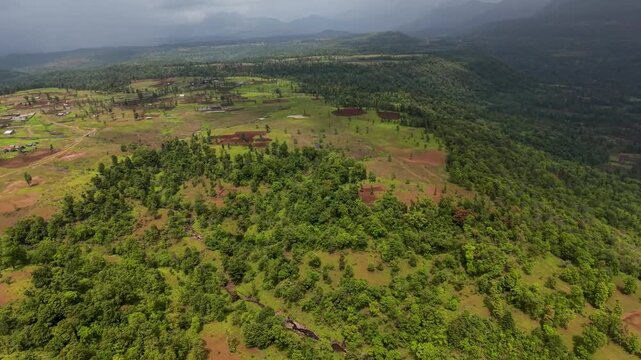 Drone flying over a lush green pine fores