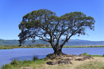 Alter Baum am Ngoitokitok Picnic Area im Ngorongoro Krater © Jürgen Reitz